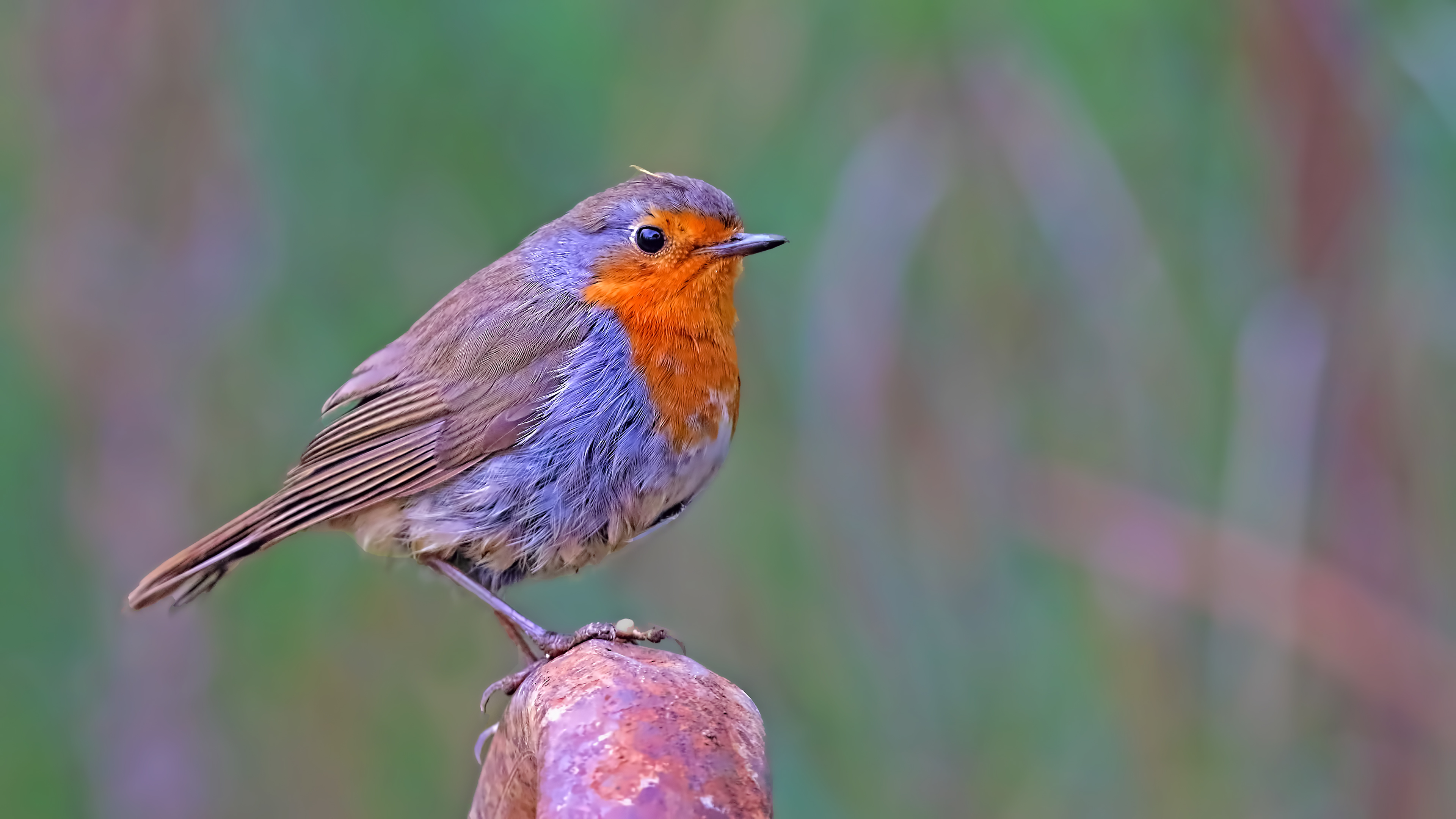 European Robin